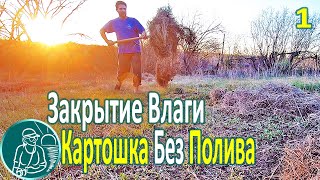 ???? Посадка картофеля без полива в жаре и засухе ⯇1⯈ Мульчирование почвы для сохранения влаги