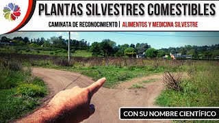 ? Plantas SILVESTRES COMESTIBLES y MEDICINALES | Caminata de reconocimiento + Taxonomía