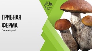 Грибная ферма. Белый гриб.