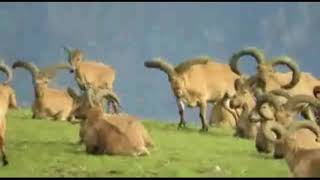 Dagestan Tur hunting in Dagestan Rep.