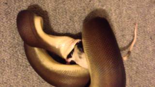 Feeding an Olive python