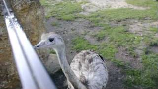 Zoo Opole - Strusie nandu szare III