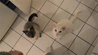 Cat Trick: Trained Siamese Cats do "sit" for a Treat (Katzentrick: Siamkatzen machen "Sitz")
