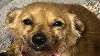 Dog's innocent smile hides her heartbreaking past