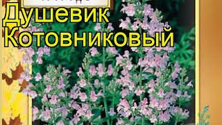 Душевик котовниковый. Краткий обзор: Душевик котовниковый описание характеристик, где купить семена