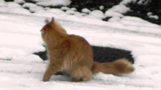 Enzo maine coon cat playing in the snow