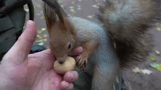 Голодный Ушастик и другие белки / Hungry Ushastik and other squirrels
