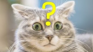 Почему кот лижет хвост