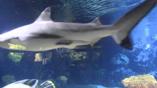 BERLIN ZOO VIDEO 021