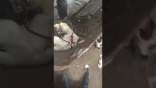 Установка птф на Мерседес спринтер 906