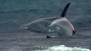 Beached Whales