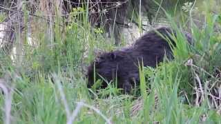 Бобр ест зелень - beaver eats greens - wildlife