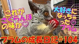 Bushbaby Plum's Growth Diary ショウガラゴ プラムの成長日記#104