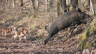 Chien courant au parc à Sangliers