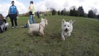 Spotkanie Westów ze Śląska Park Śląski 8.04.2017