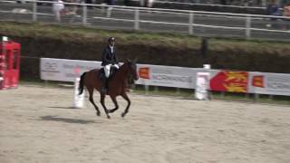 Big Star des Forets - Vainqueur CIR des 6 ans de Saint-Lô