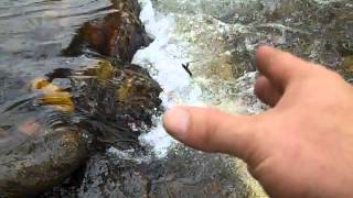 Trout Prep: Sustainable Fish Plan