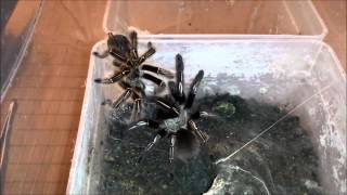 Ephebopus murinus Verpaarung