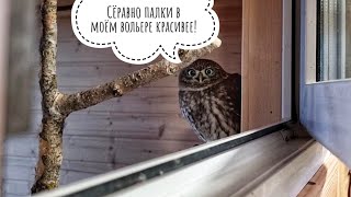 Распаковка посылки из Садового центра Веры Глуховой. Метельчатые гортензии осень 2022. Совам скучно