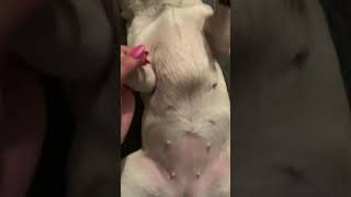 What a dog looks like ten days after mating