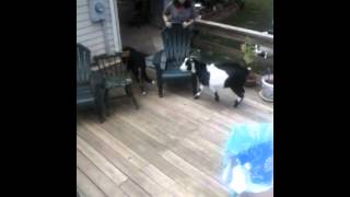 Fuck you goat