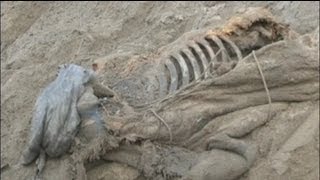euronews science - Neuer Fund: Mammut samt Fettpolster
