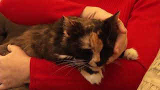 COPING WITH A PET’S DEATH