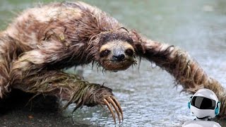 10 САМЫХ ВОНЮЧИХ ЖИВОТНЫХ В МИРЕ