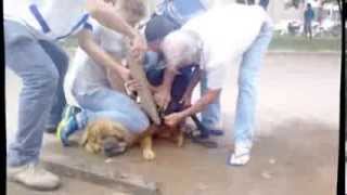 Pit Bull ataca Chow-chow em Colider