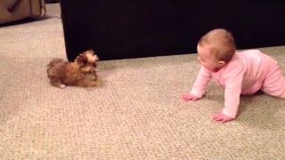 BABY DOG WHISPERER! Cesar Millan has nothing on her!! Shorkie Puppy Talks to Baby