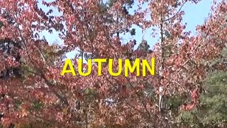 LEARN ENGLISH -  AUTUMN WORDS  - VOCABULARY for KIDS