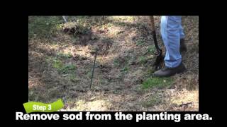 Mantis Tillers: How to Plant a Tree