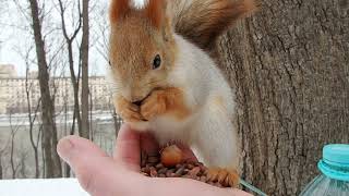 Кормлю беременную белку, а потом ещё одну белку / Feeding two squirrels