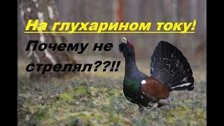 НА ГЛУХАРИНОМ ТОКУ! Почему не стрелял??!!! Одиночный поход в темноту! :)