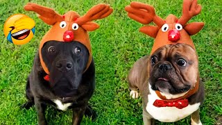Funniest Animals 2023 - Cute Dogs And Cats Videos