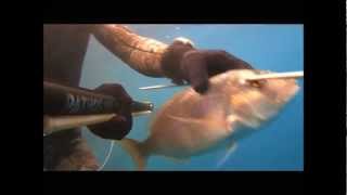 Spearfishing - Dentex ...far away !