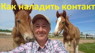 Как наладить контакт с жеребятами.