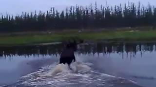 Охота на лося в Якутии, Hunting for moose in Yakutia