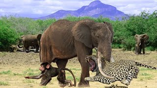 ШОК ! 10 Самых ненормальных Животных на земле