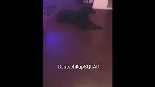 Capital Bra macht mit Hund Zirkus Unterricht ??