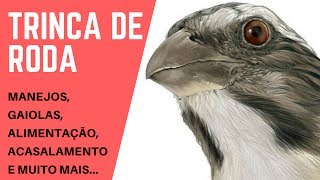 VLOG: Trinca de Roda (Projeto 2018) - DICAS E MANEJO