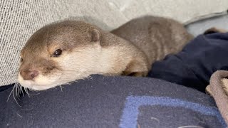 カワウソが飼い主の布団の中に入りたがったのでめくってあげた otter wanted to get into its owner's futon, so I flipped it open