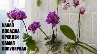 ЭТА ПОСАДКА ОРХИДЕЙ САМАЯ ПОПУЛЯРНАЯ и ОПТИМАЛЬНАЯ