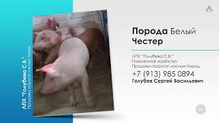 Продажа поросят белый Честер