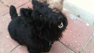 Scottish Terrier Grumbles on Command