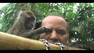 Monkey GROOMS Man (LONG vers.)