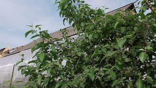 САМОЕ ДЕШЕВОЕ ЭФФЕКТИВНОЕ СРЕДСТВО ДЛЯ БОРЬБЫ С ВРЕДИТЕЛЯМИ НА ЯБЛОНЕ. 