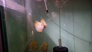 Дискус золотая шахматная доска