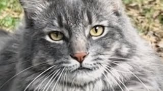 This cat lost his home because the maid didn't like him