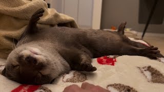 カワウソさくら あまりにも隙だらけだから観察しまくった Very relaxing otter